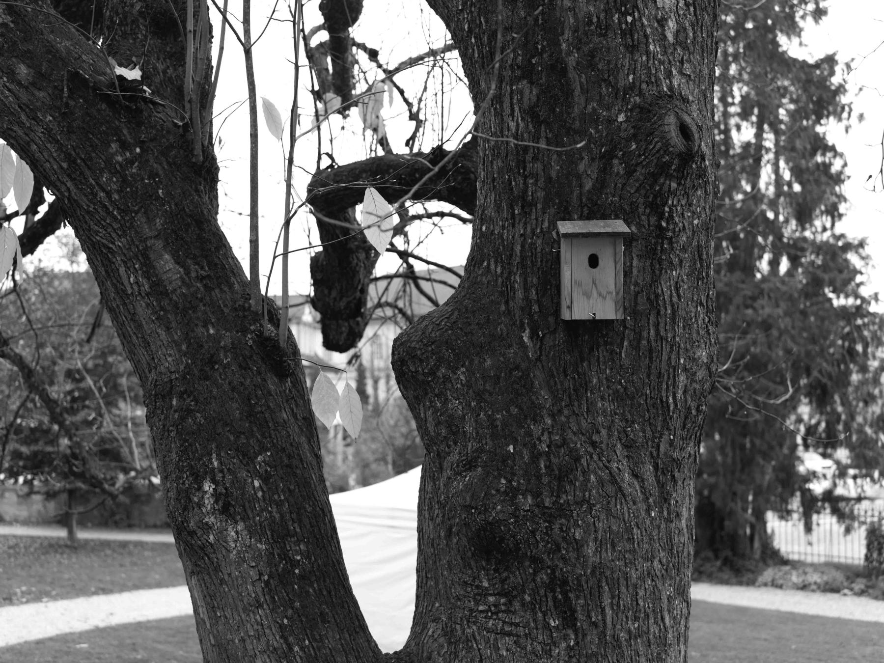 Weihnachtskarte 2024, Viola